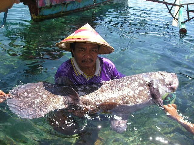 Coelacanth Indonesia